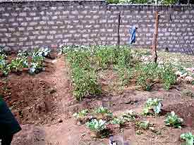 Der Garten gr�nt