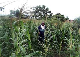 Joshua on our KiD farmland.